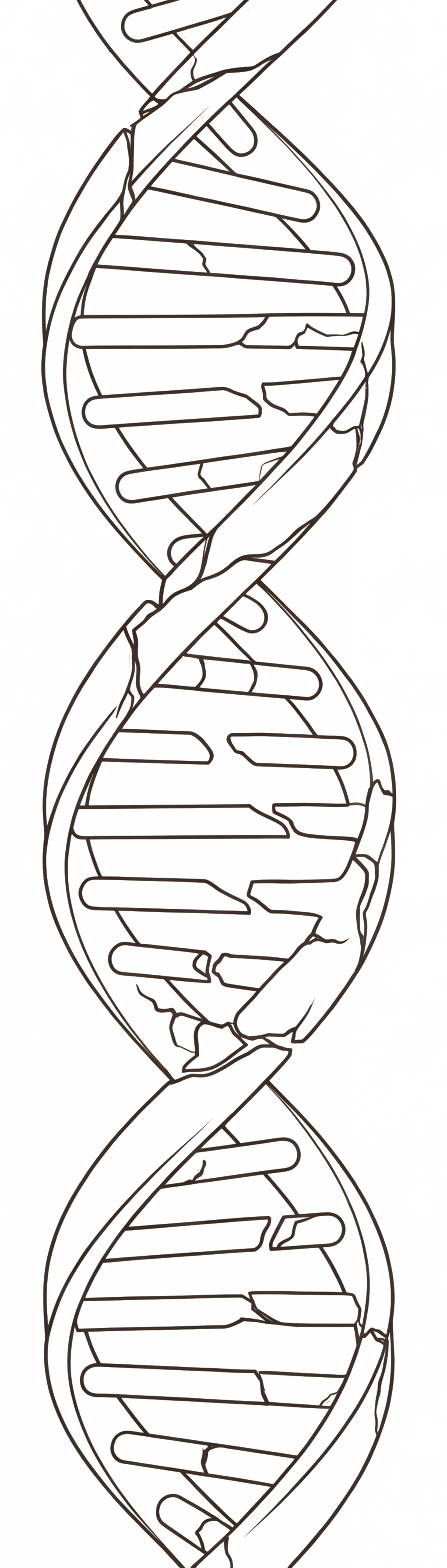 Helix graphic representing Reveal phase